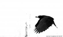 Rabe / ***