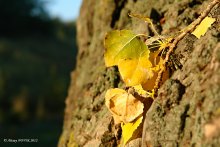 Herbst / ***