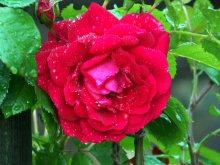 *Rose* / ***