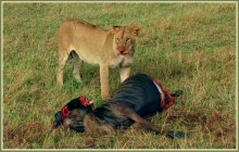 Trophy Hunting / ***