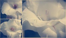 Gladiole / ***