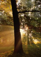 Morning in Beech Grove / ***