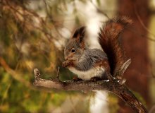Eichhörnchen / ***