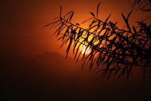 Im Nebel / ***