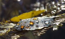 Amber Tears of Autumn / ***