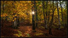 In den herbstlichen Wald / ...