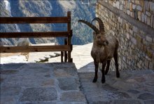 Steinbock / ***