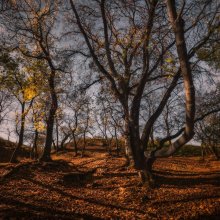 Autumn Schatten / ***