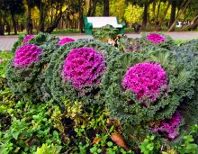 letzten Farben des Herbstes / ***