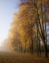 Serie: Morgennebel / ..........