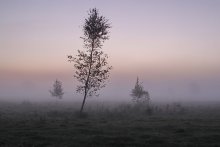 Nebliger Morgen / ***