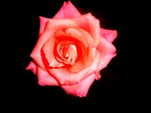 Rosa Rose / ...
