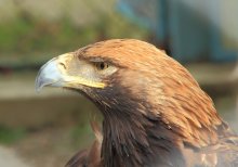 Proud Bird / ***