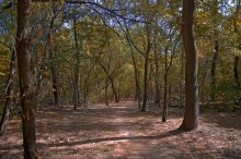 Waldweg / ***
