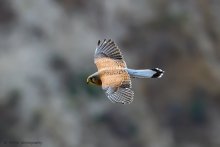 Turmfalke / ***