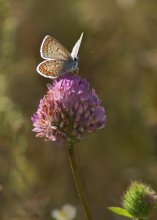 Kupfer-Schmetterling / ***