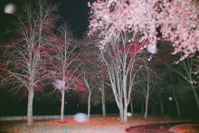  / red forest