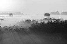 Nebel / ***