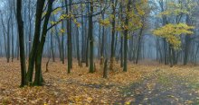 Herbst geht / ***