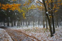 FOGGY MORNING / FOGGY MORNING
