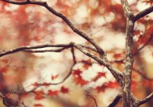 Herbst / ***