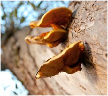 Honig Pilze / ***