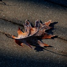 MAPLE vs. NOV / maple leaf in the morning.