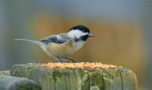Black-Capped Chickadee / Black-Capped Chickadee