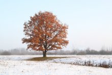 Der erste Schnee / ***