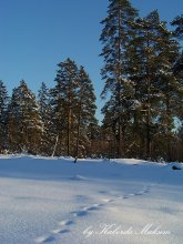 Winter / ***