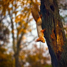 Eichhörnchen / ***