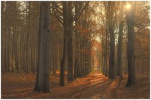 Golden wood. / The golden colors of the wood.