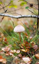 Mushroom ... / ...