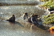Sparrows begeistern Herbst / ***