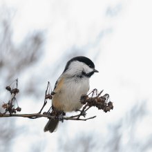 Black-Capped Chickadee / Black-Capped Chickadee