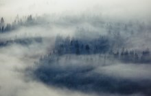 ...Trees... / ***