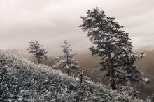 Pine Bäume im Schnee / ***