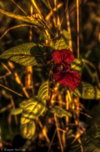 Die feuerrote Blume / ***