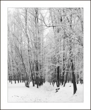 Winter Allee / ***