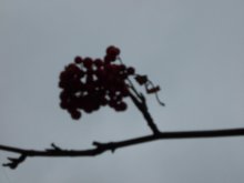 Bunch of autumn / ***