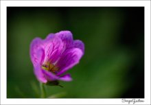 Makro 1 / ***