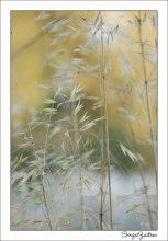 Abend / ***
