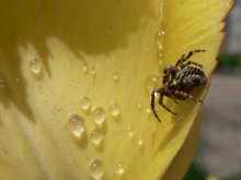 Spider / ***