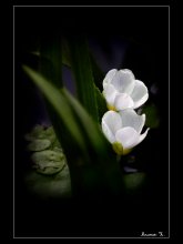Kleine weiße Blume / ***