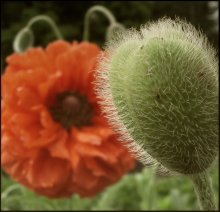Mohn / ***