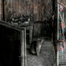 Katze und Schuhe Storu ... / ***