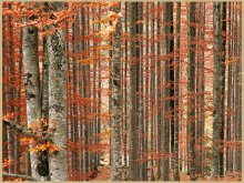 Die Palette der herbstlichen Wald in den Bergen von Tirol / ***