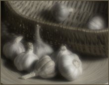 Knoblauch / ***
