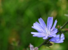 Nach dem Regen / ***