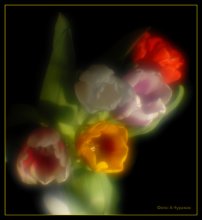 Tulpen / ***